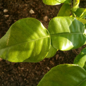 Feuille de Combava Fraiche Bio - Cultivées en France, livraison rapide