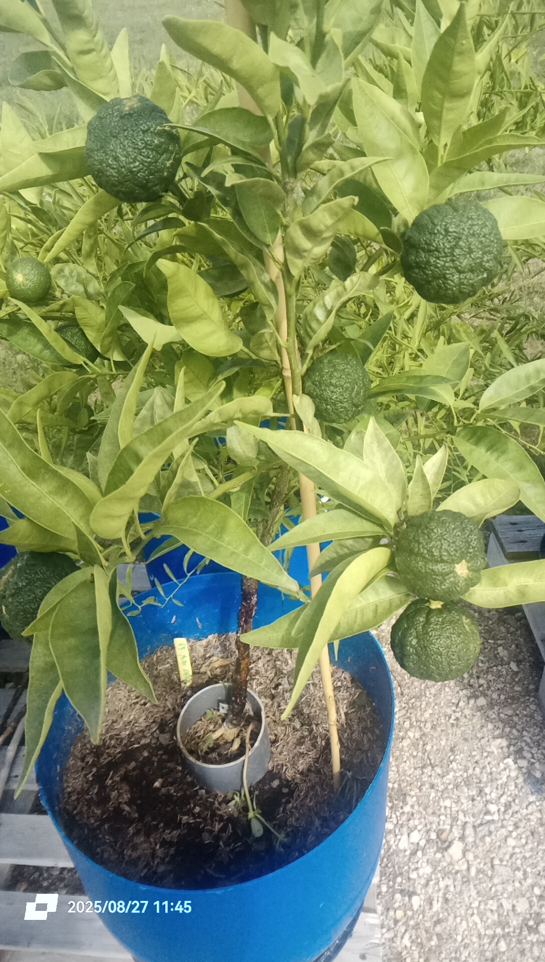 Où acheter du yuzu frais ?