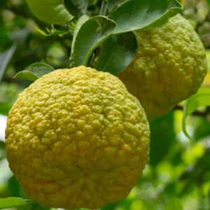 Citron bergamote (fruit frais) en ligne direct producteur à Orleans
