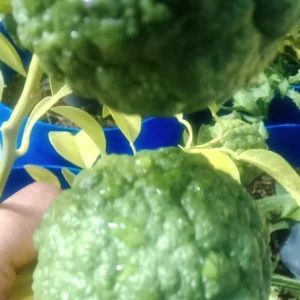 Citron jambhiri bio — agrume ancien cultivé en france à Orleans