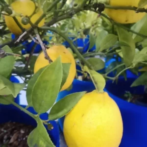 Citron meyer bio — agrume doux cultivé en france