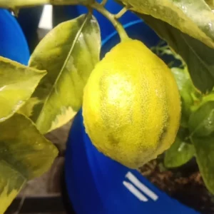 Citron jaune bio (fruit frais) panaché en ligne direct producteur