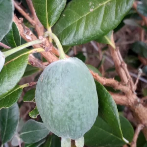 Goyave bio (fruit frais) en ligne direct producteur à Orleans