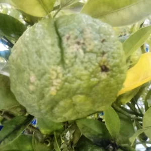 Citron yuzu (fruit frais) en ligne direct producteur à Orleans