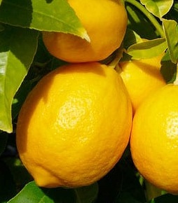 Citron Meyer, agrume doux et peu acide