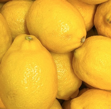 Citronnier des quatre saisons couvert de citrons