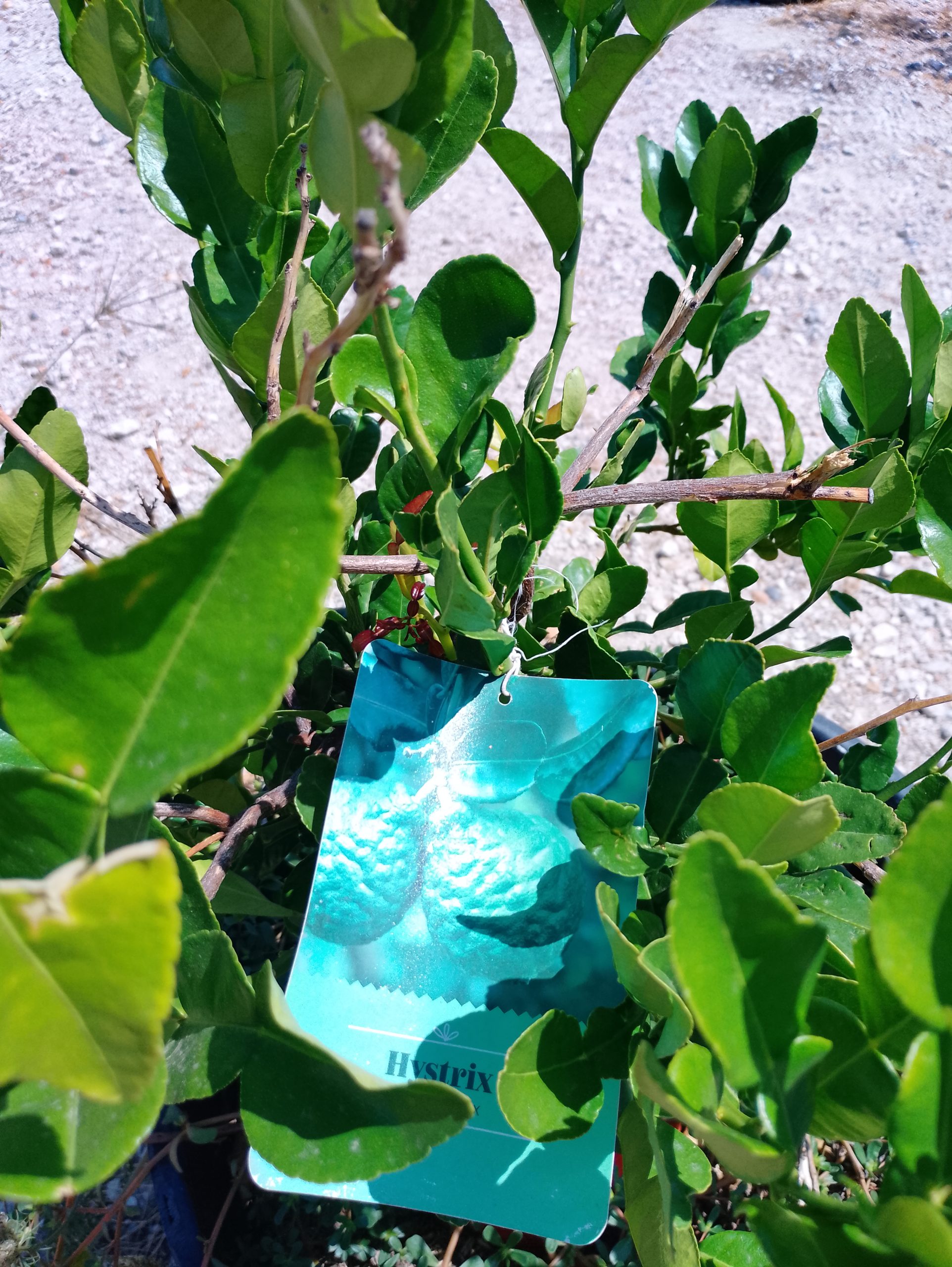 Plant de combava Citrus hystrix avec etiquette Hystrix