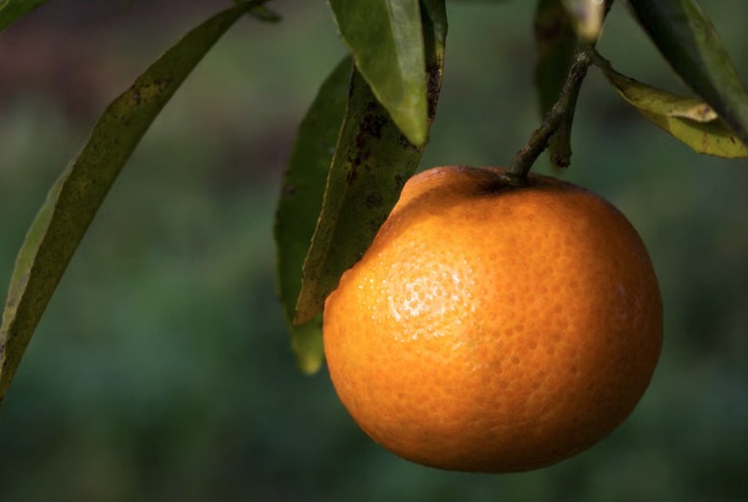 Clémentines sucrées faciles à éplucher au jardin