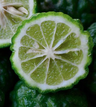 Combava Citrus hystrix, fruit boselé et feuilles aromatiques