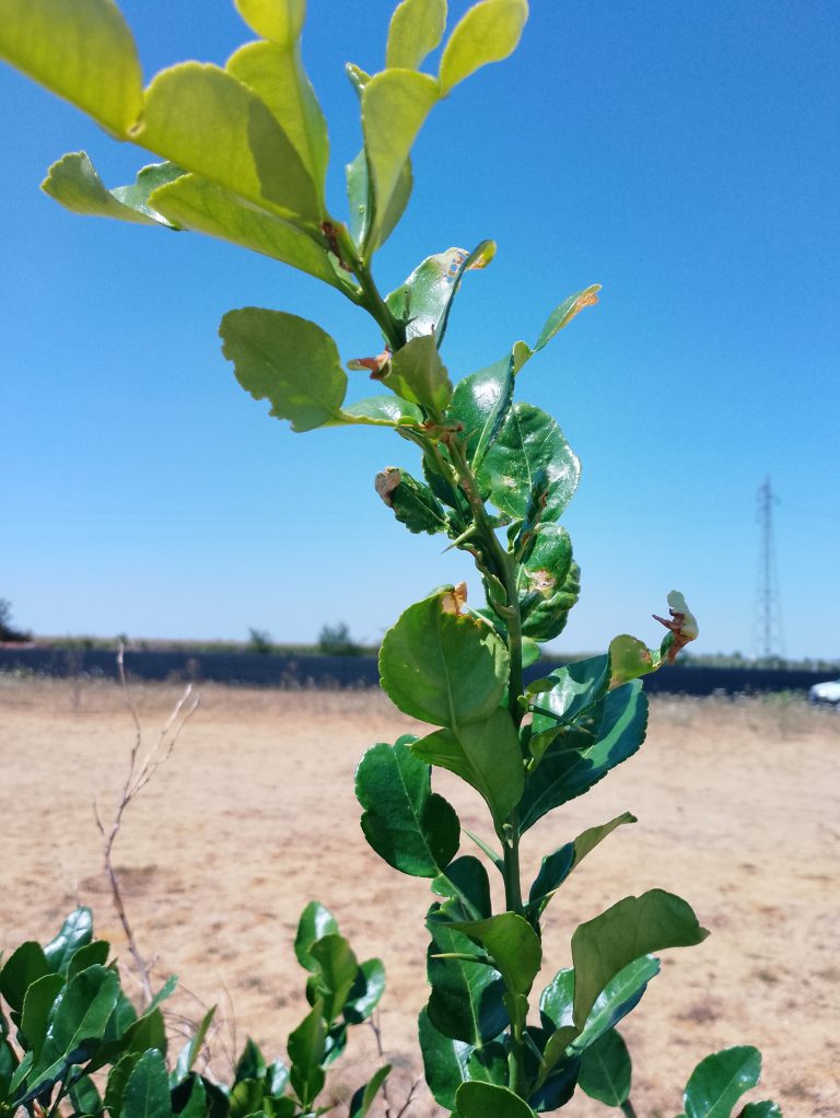 Combava KAFFIR – Vente de feuilles de combava – blog dédié au combava et autres ...