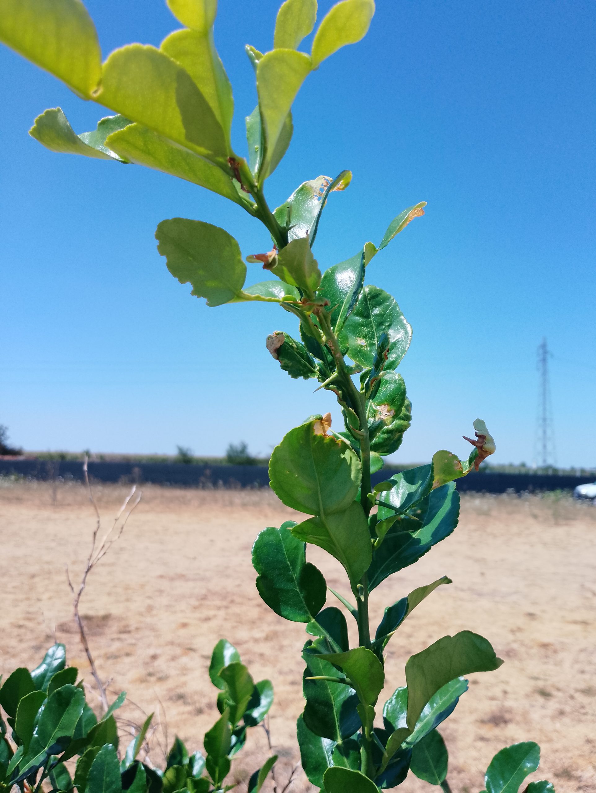 Feuilles de combava bifoliees, riches en huiles essentielles aromatiques
