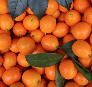 Kumquat, petit agrume orange que l'on croque avec la peau