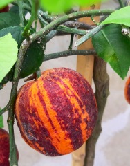 Oranger Arcobal ou orange tigre à écorce striée de rouge