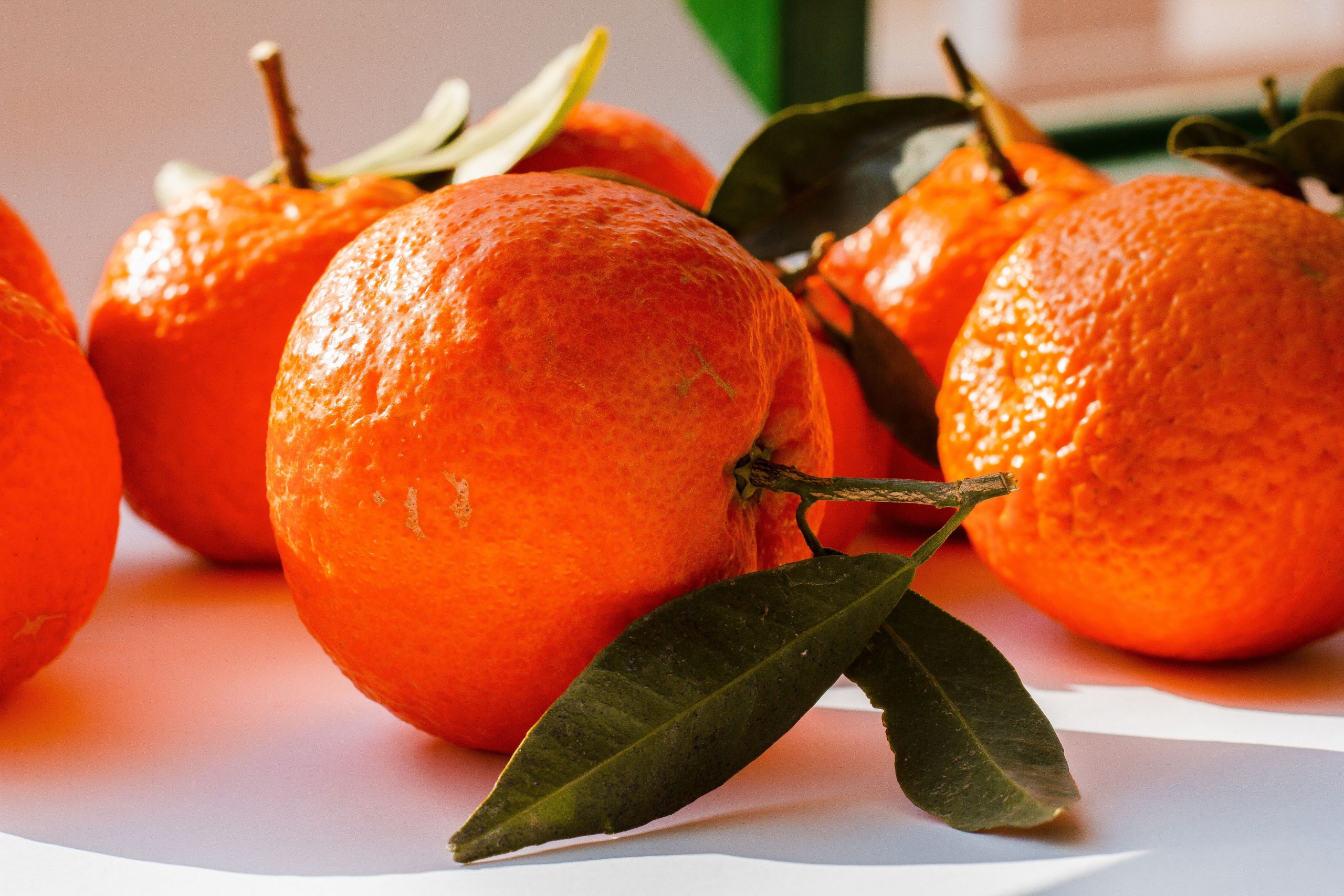 Oranger chargé d'oranges au jardin