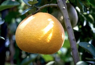Pomelo cultivé au jardin