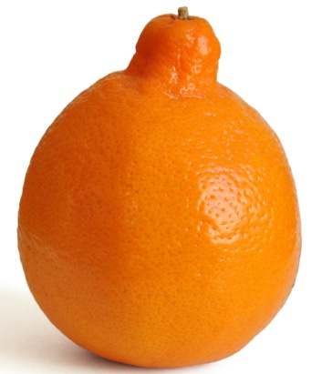 Tangelo, agrume hybride entre mandarine et pomelo