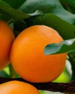 Tangor, une orange qui s'épluche facilement