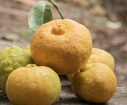 Yuzu, agrume japonais rustique cultivé en extérieur