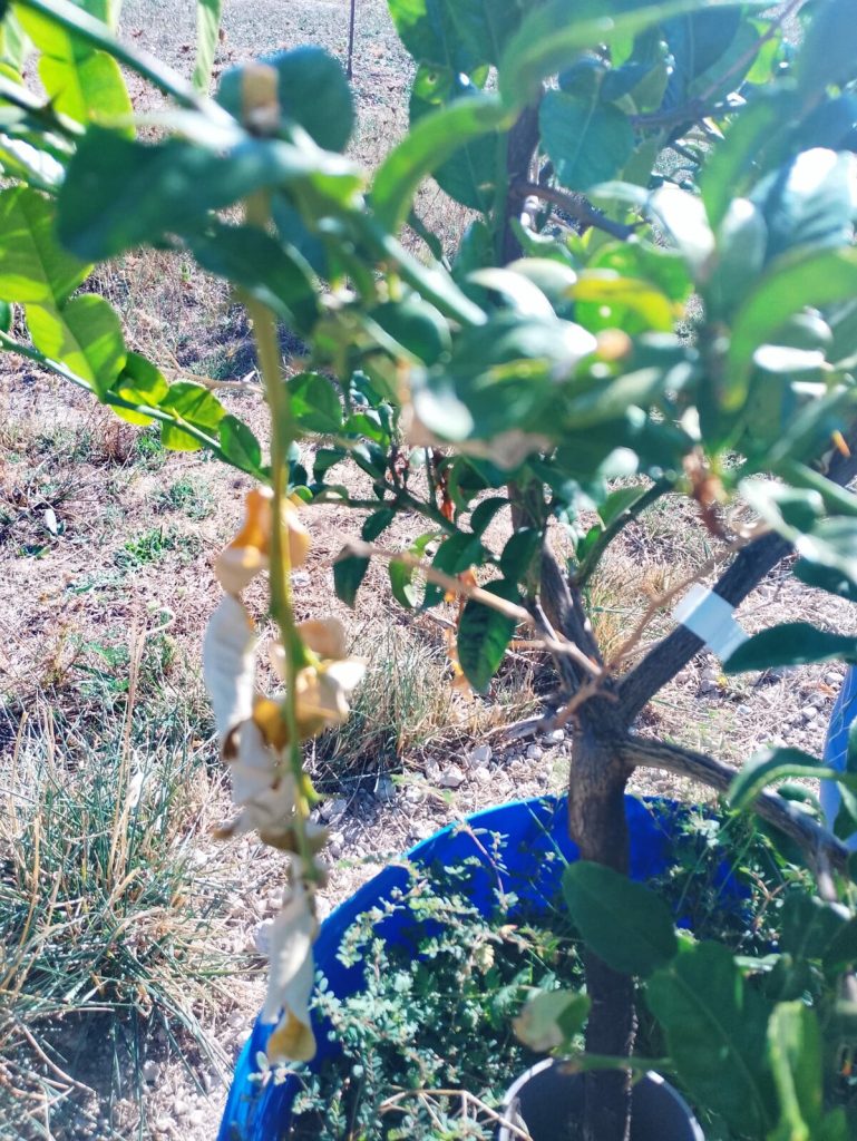 Jeune pousse de combava coupée par les fourmis, feuilles sèches pendantes
