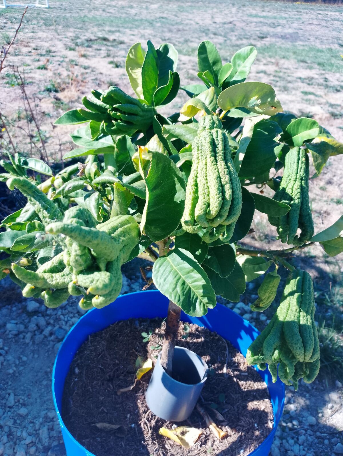 Pourquoi ma main de Bouddha ne donne pas de fruits ?