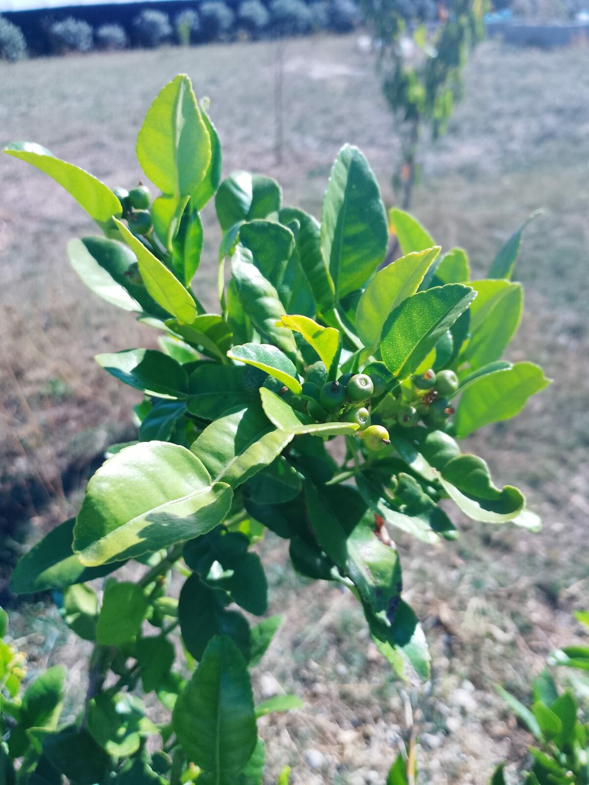 Pourquoi mon combava ne donne pas de fleurs ni de fruits ?