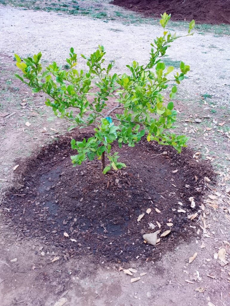 Jeune combava fraîchement planté en pleine terre, collet au centre de la cuvette