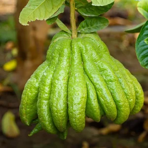 Main de Bouddha mûre sur l’arbre, cédrat digité cultivé en France