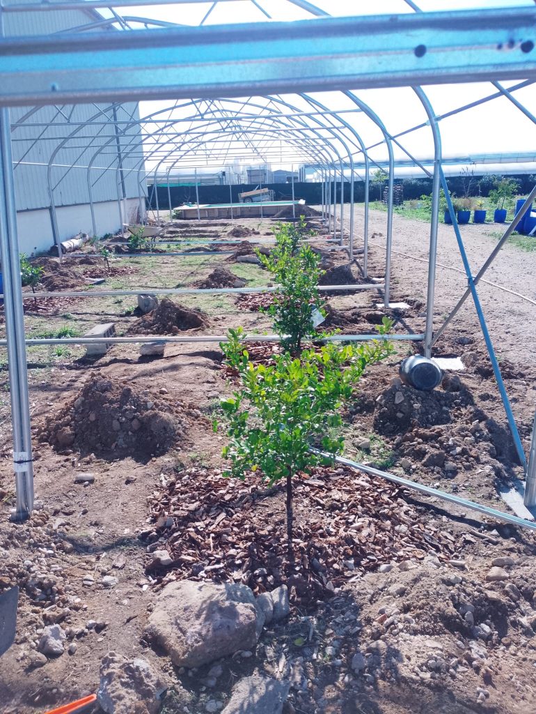 Montage d'une serre à combavas en double paroi gonflable, jeunes combavas plantés en pleine terre et paillés