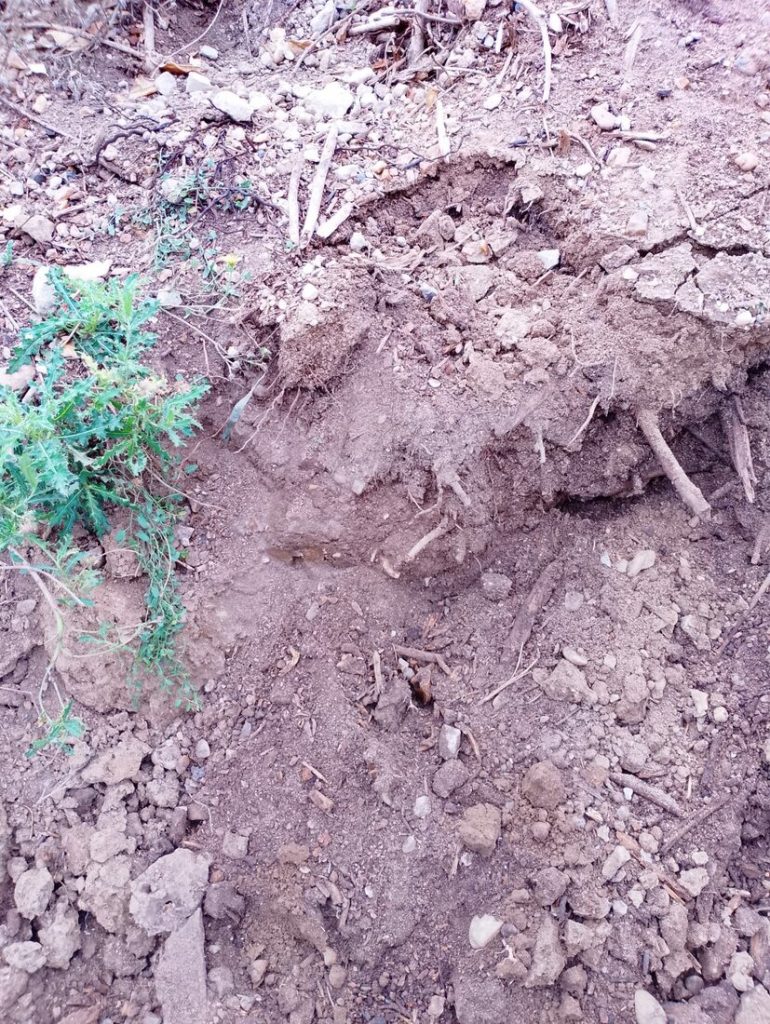 Sol caillouteux et calcaire d'origine, inadapté à la plantation d'un combava